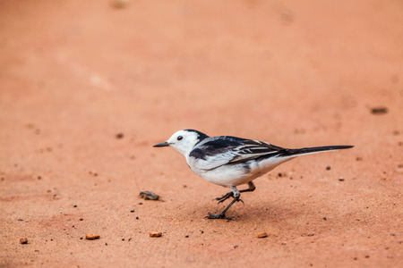 White Wagtail; Motacilla alba.の写真素材