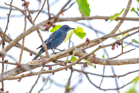 Blue rock thrush.の写真素材