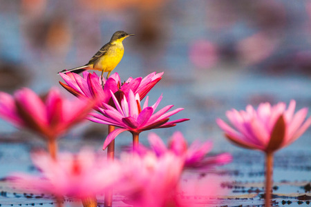 Birds that feed on insect pollination.の写真素材