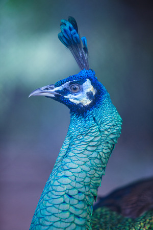 Beautiful patterns of hair on the body of a peacock.の写真素材