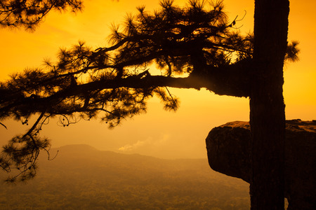 Light evening on phukradung national park,thailand.の写真素材