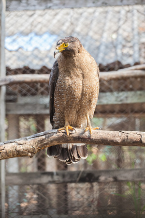 Eagle in a cage at the zoo.の写真素材