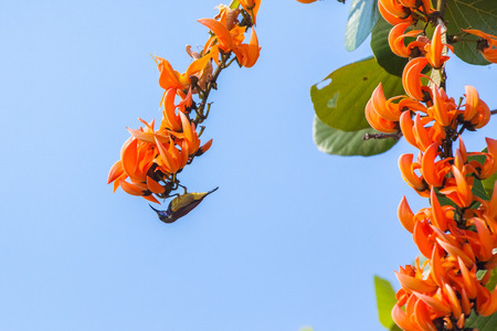 Olive-backed sunbird, Yellow-bellied sunbirdの写真素材