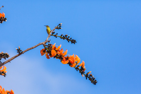 Olive-backed Sunbird; Cinnyris jugularis.の写真素材