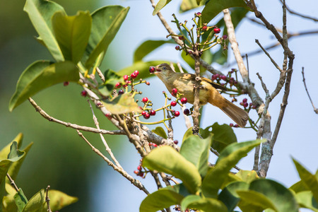 Bulbuls.の写真素材