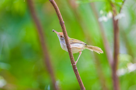 Common Tailorbirdの写真素材