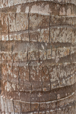 pattern on coconut tree.の写真素材
