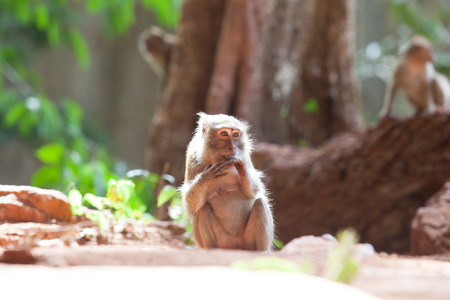 monkey in tropical forest ,thailand.の写真素材