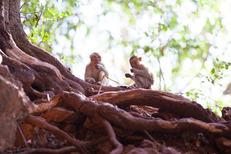 momkey in tropical forest,thailand.の写真素材