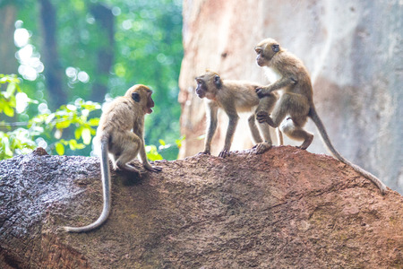 Monkey in the tropical forests of southern Thailand.