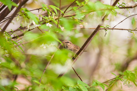 Common Tailorbird on tropicalforestthailand.の写真素材