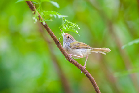 Common Tailorbird on tropicalforestthailand.の写真素材