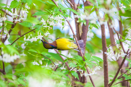 Olivebacked sunbird Yellowbellied sunbird on tropicalforestthailand.の写真素材
