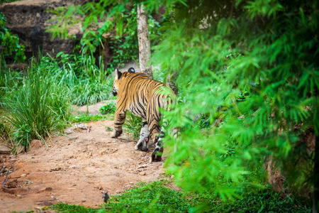 tiger at the zoo thailand.