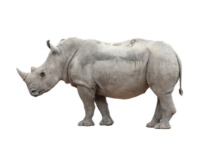 rhino on a white backgroundの写真素材