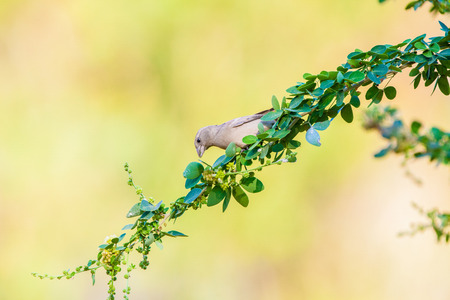 Eurasian Tree Sparrow