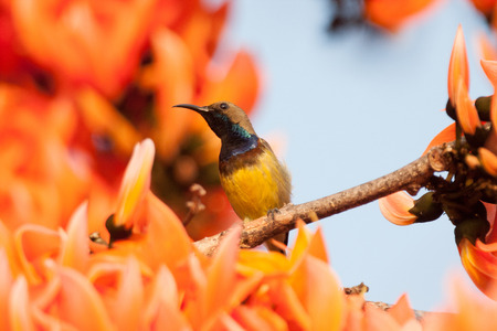 Olivebacked sunbird Yellowbellied sunbird