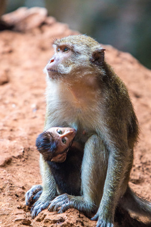 Monkey mother with a child in a tropical country.