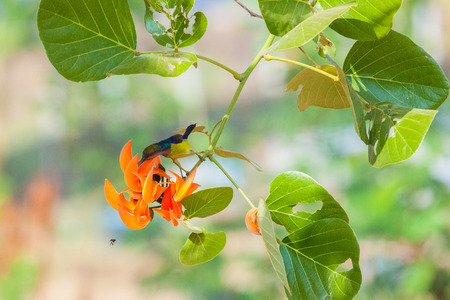 Olivebacked sunbird Yellowbellied sunbird.