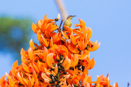 Olivebacked sunbird Yellowbellied sunbird.の写真素材