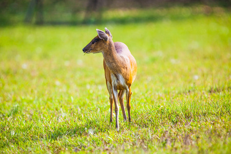 deer on a green grass.の写真素材