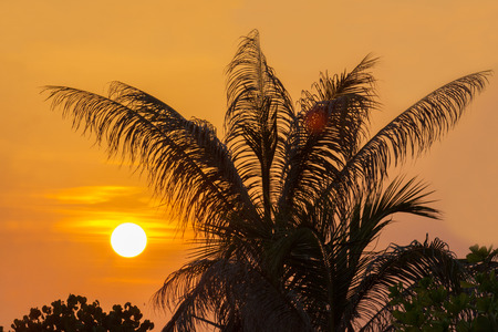 Morning light with shadows of coconut trees.の写真素材