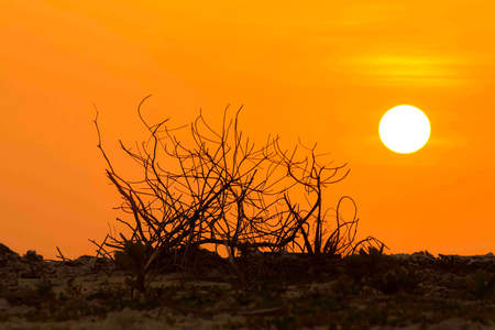 sunset on the beach.の写真素材
