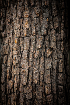 Patterns on the tree.の写真素材