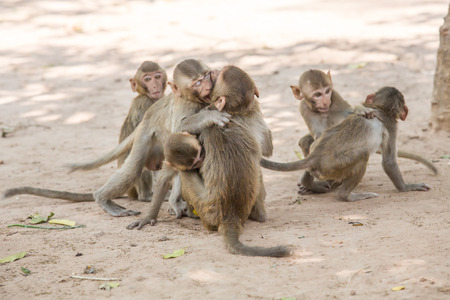 Small monkeys in tropical jungle