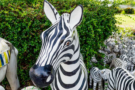 zebraの写真素材