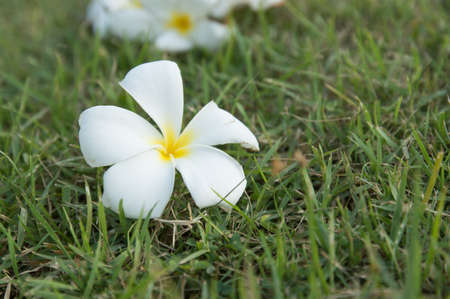  white flowerの写真素材