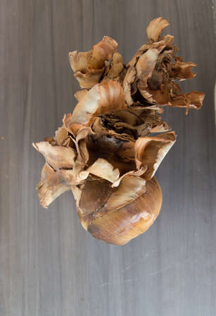 Toddy palmの写真素材