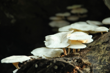 Mushroomsの写真素材