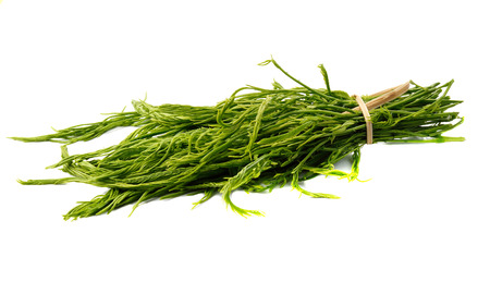 Acacia pennata on white backgroundの写真素材