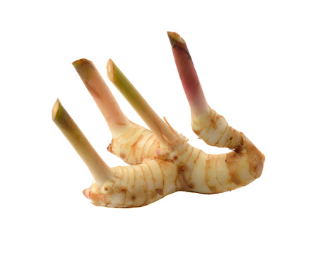 fresh galangal on a over white backgroundの写真素材