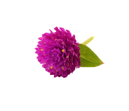 Globe amaranth beauty flower in white backgroundの写真素材