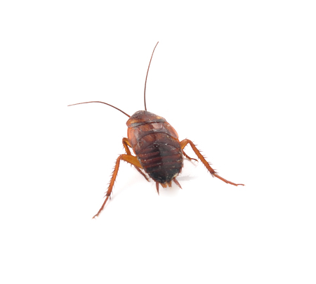 Dead cockroaches white backgroundの写真素材
