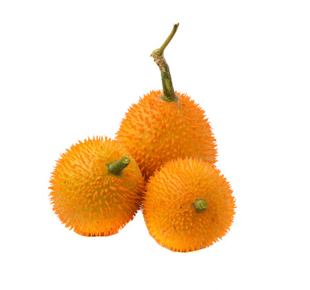 Gac,Baby Jackfruit Spiny Bitter Gourd, Sweet Gourd.A Southeast Asian fruit isolate on white.の写真素材