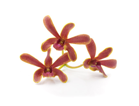 Close-up of beautiful orange orchids , red, brown , isolated on white background .
