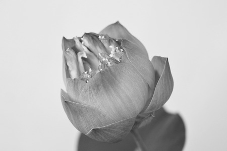 Black and white  Lotus flower beautiful lotusの写真素材