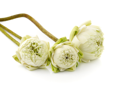 beautiful White Lotus flower, isolated on white backgroundの写真素材