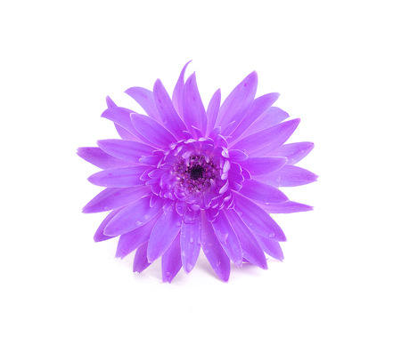 daisy on a white backgroundの写真素材