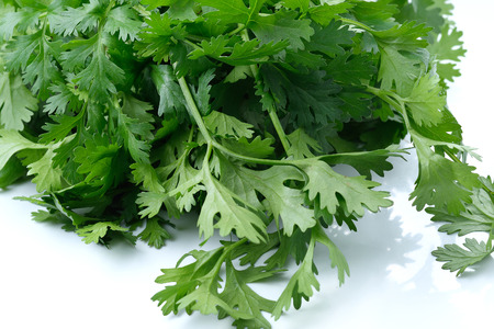 Green coriander leaves close-up, isolation on a white background.の写真素材