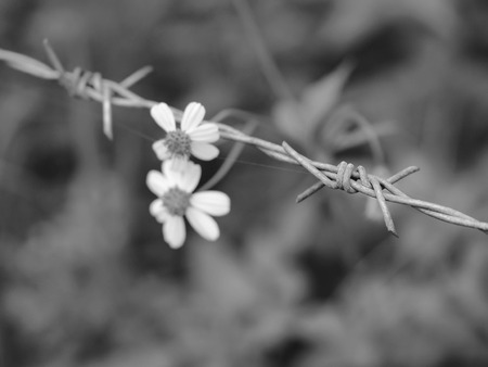 Barbed wire and flowers in black and whiteの写真素材