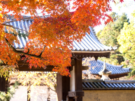 Autumn season with red and yellow leaves is travel season in Nara Japan