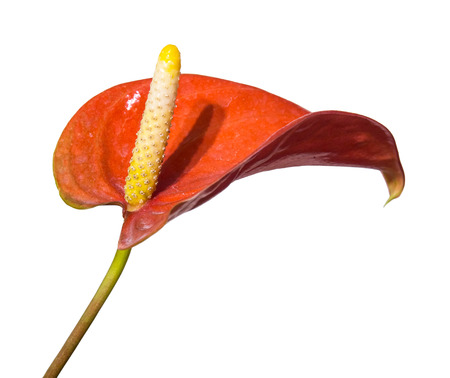 Flamingo flower or Authurium is unique appearance flower isolated on white backgroundの写真素材