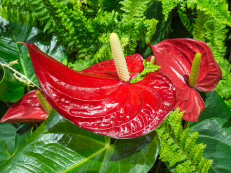 Flamingo flower or Authurium is unique appearance flowerの写真素材