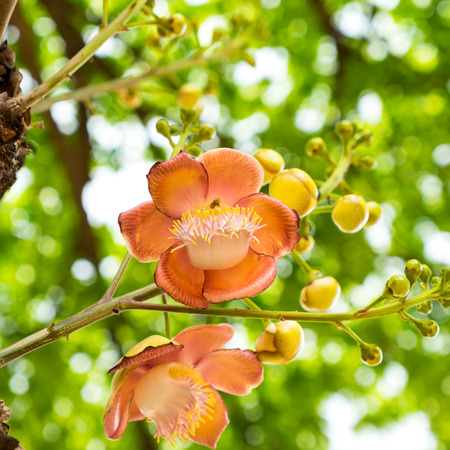 Sal of India flower is important in Lord Buddha legendの写真素材