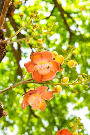 Sal of India flower is important in Lord Buddha legendの写真素材