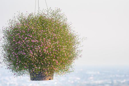 Tiny pink purple flowers in flowerpot was hung with mountain viewpointの写真素材
